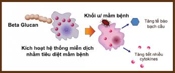 Hỗ Trợ Tổng Thể Cho Hệ Miễn Dịch